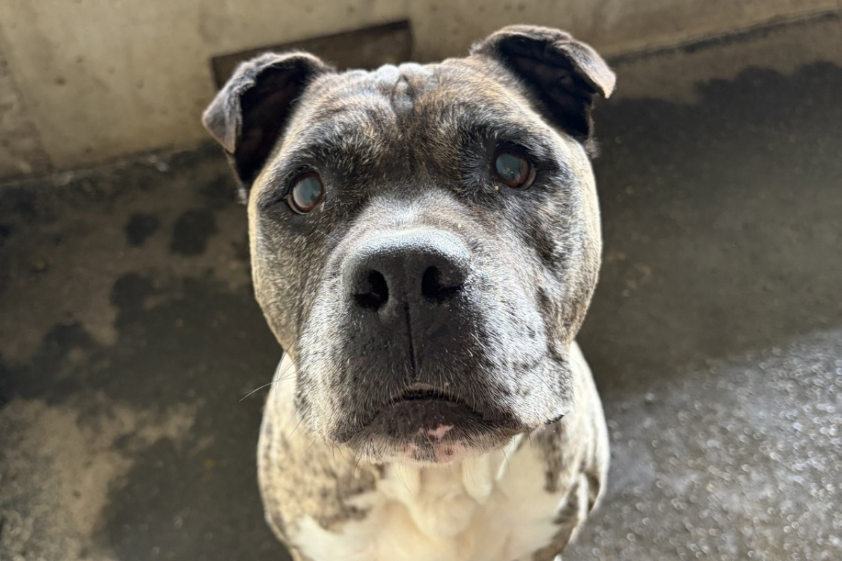Nikita - Chien à adopter