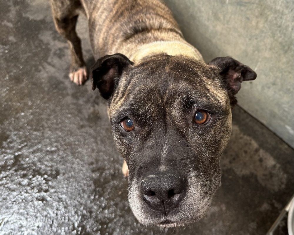 Nikita - Chien à adopter
