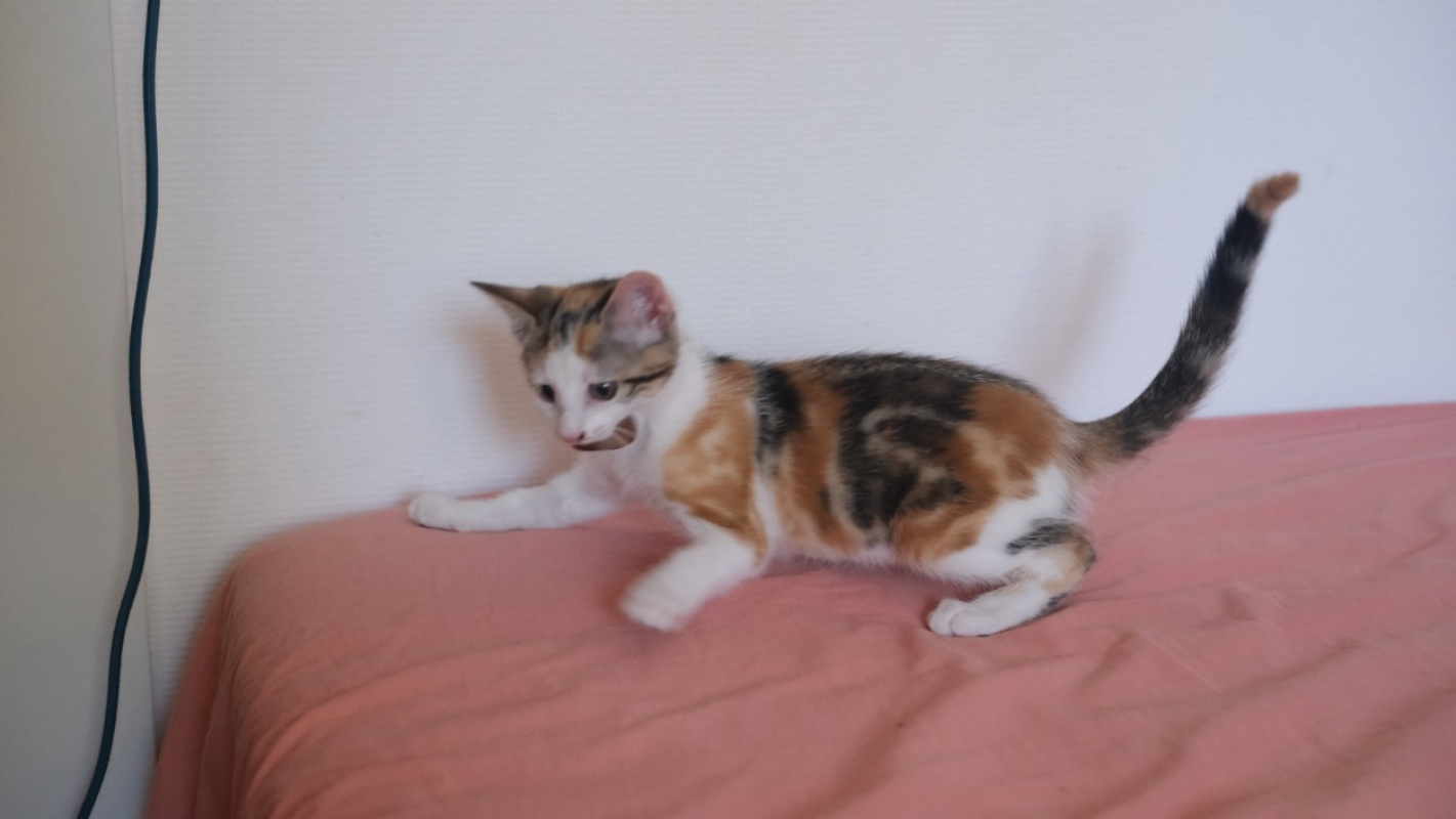Elisha - Chat Européen à adopter