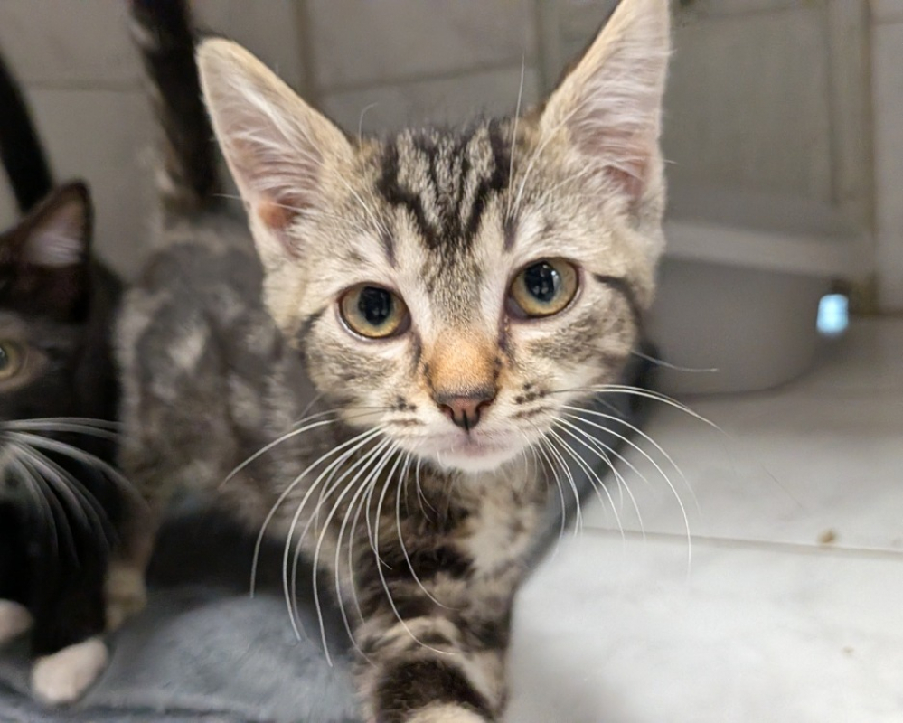 Nova - Chat Européen à adopter