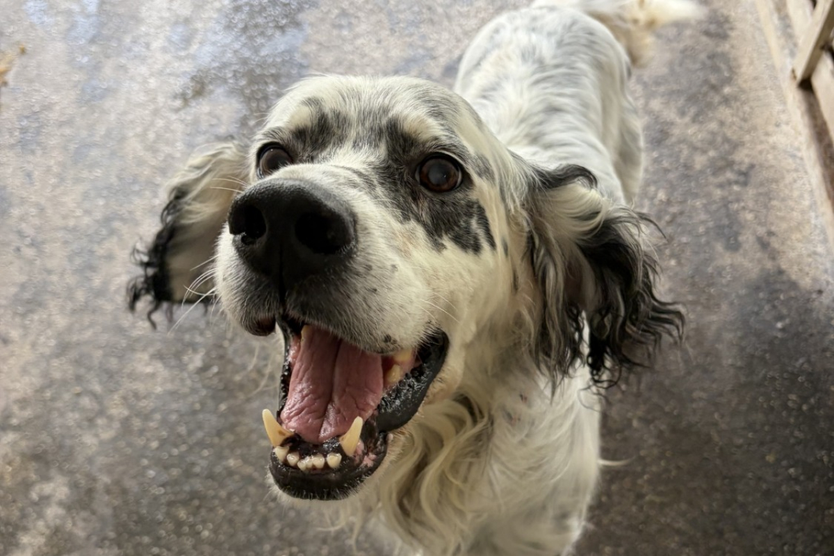Jazz - Chien Setter Anglais à adopter