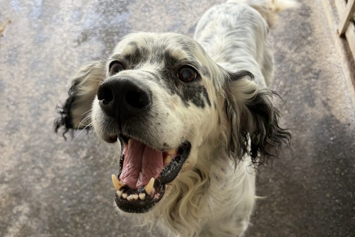 Jazz - Chien Setter Anglais à adopter