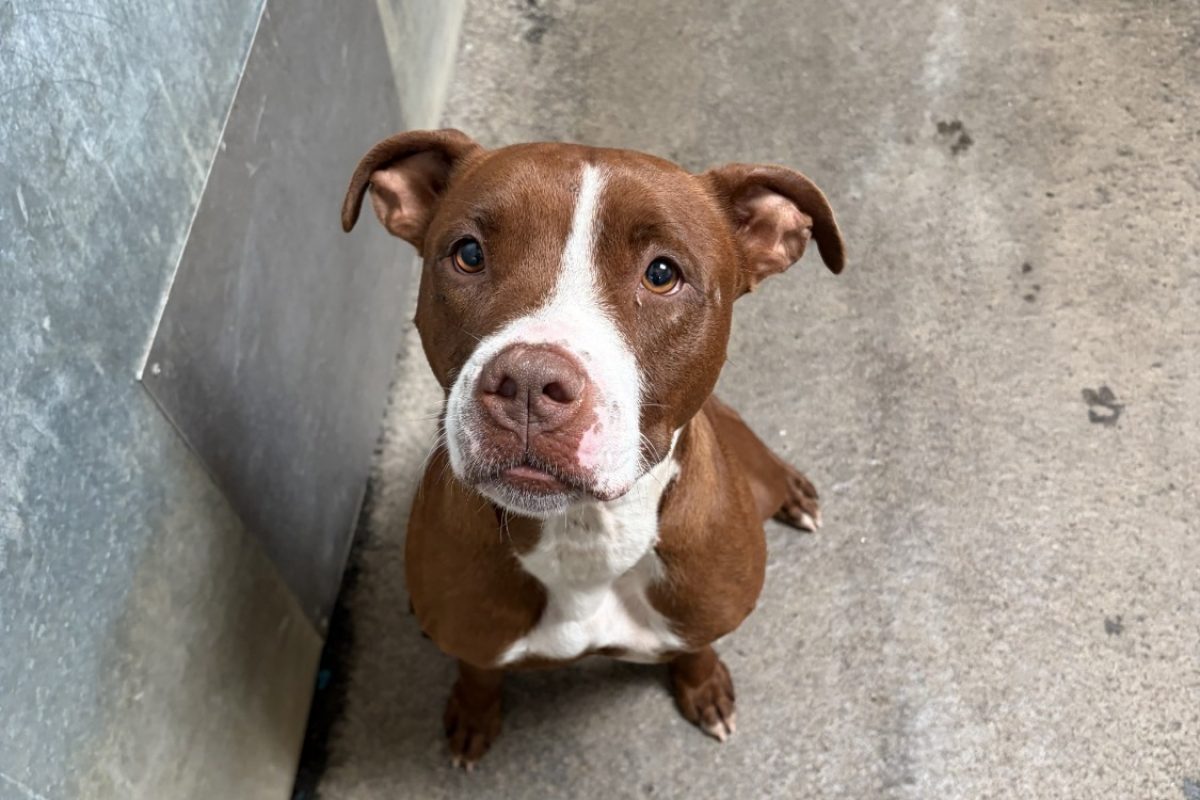 Brooklyn - Chien Bouledogue Américain à adopter