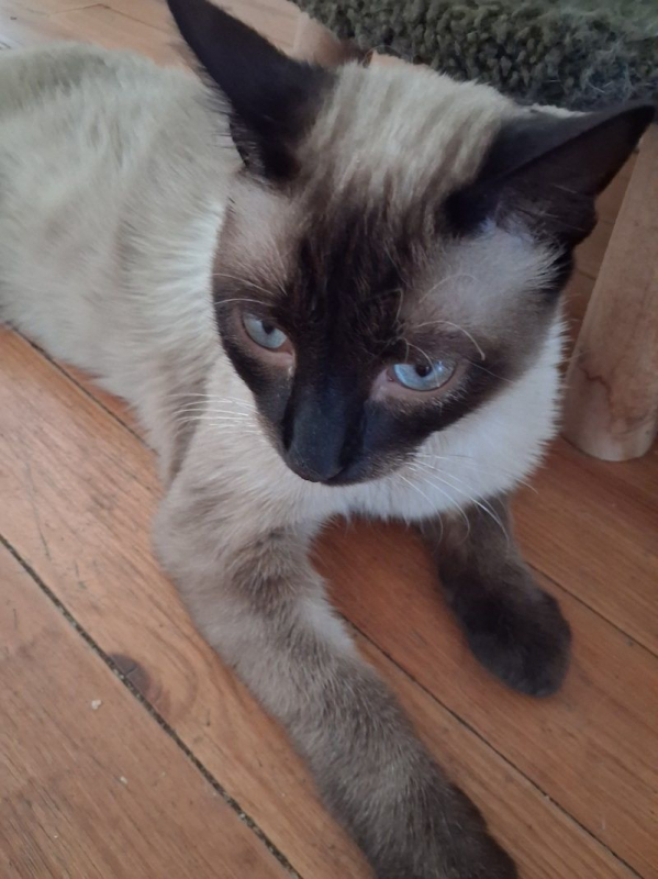 FERDINAND - Chat à adopter