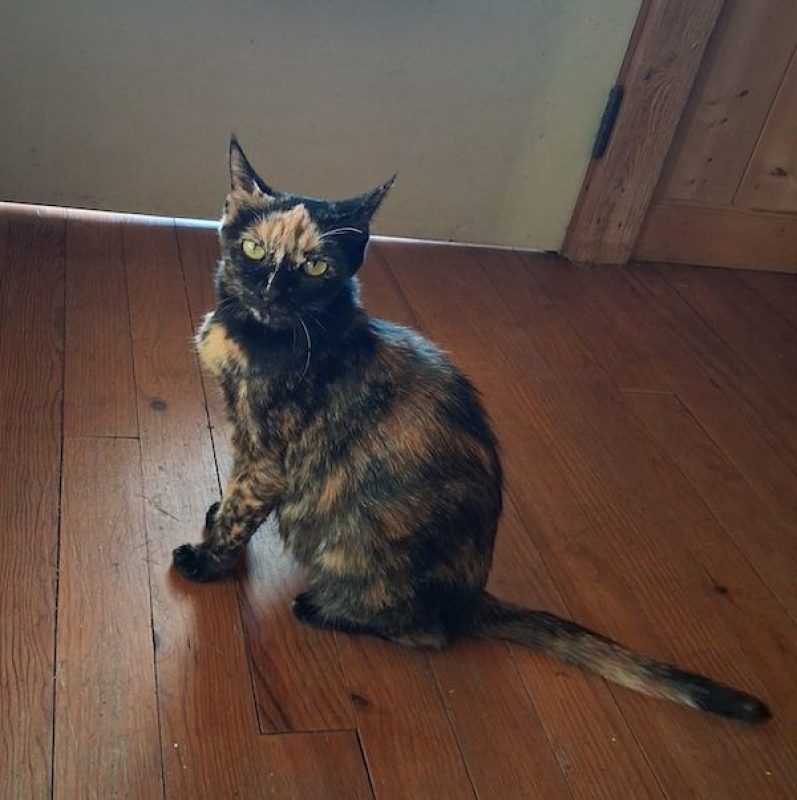 CALYPSO - Chat à adopter - photo 5