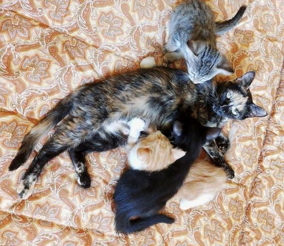 CALYPSO - Chat à adopter