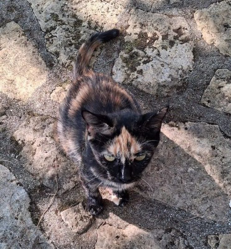 CALYPSO - Chat à adopter - photo 4