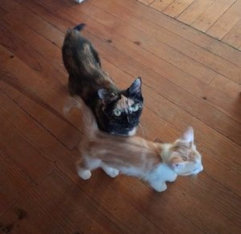 CALYPSO - Chat à adopter - photo 2