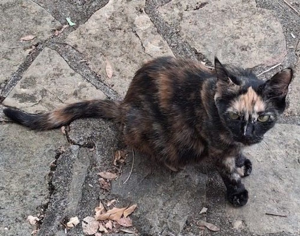 CALYPSO - Chat à adopter - photo 3