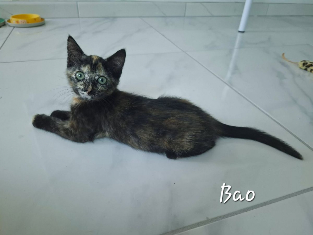 Bao - Chat Européen à adopter