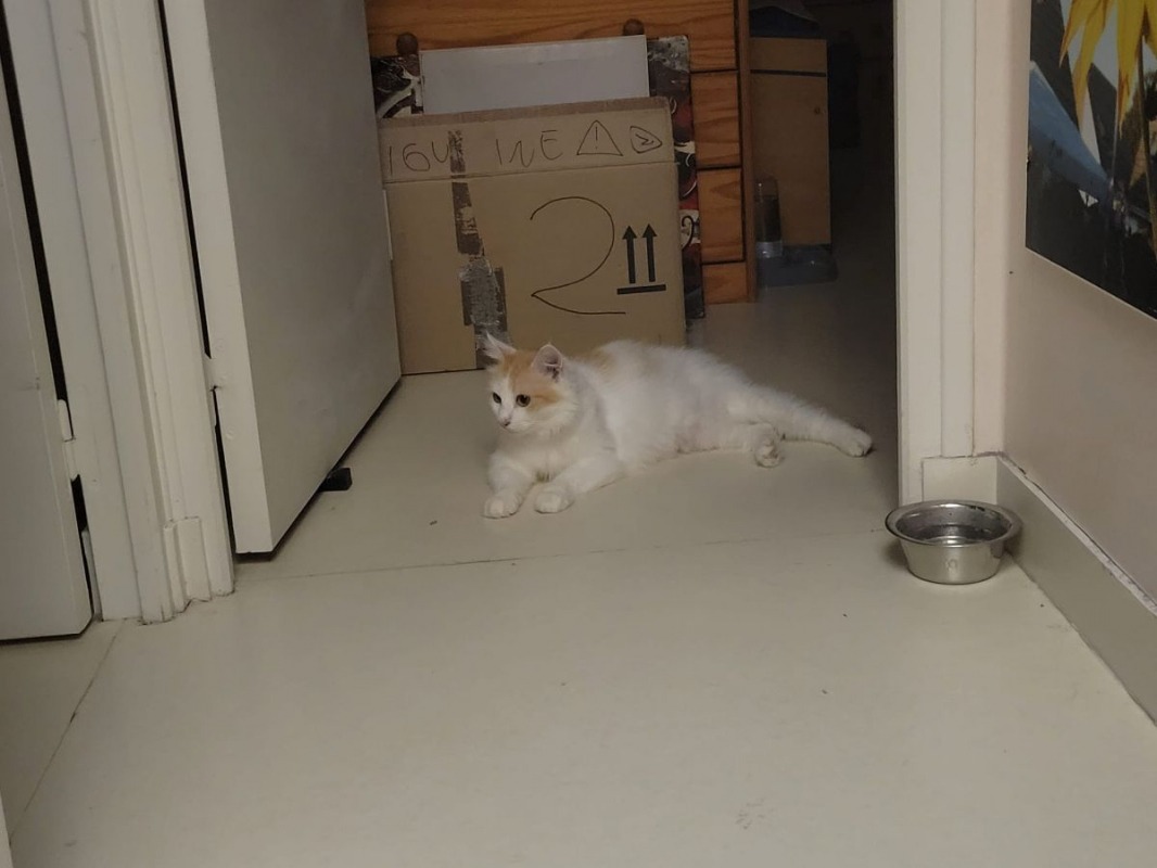 Hope - Chat Européen à adopter