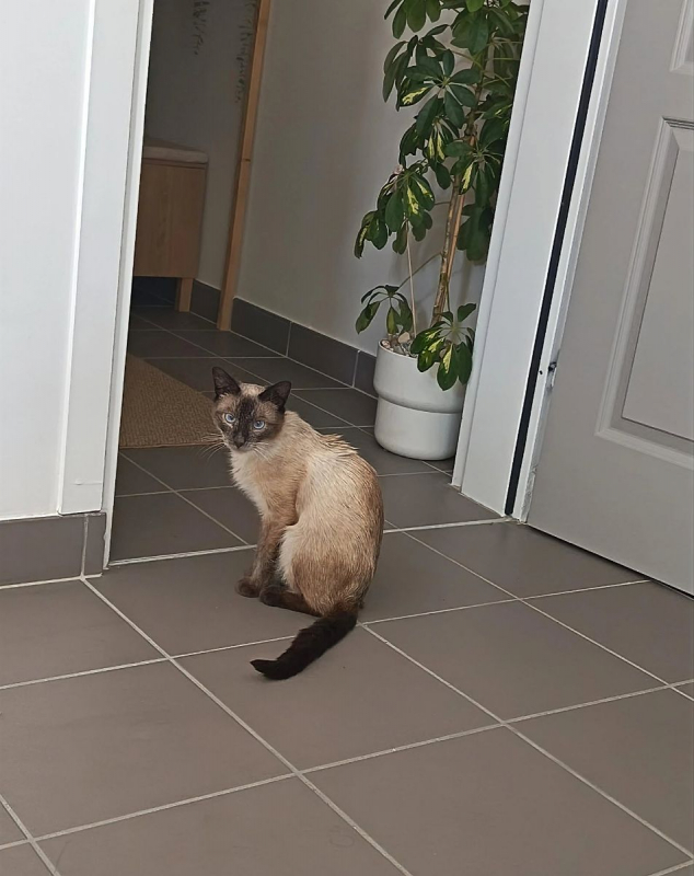Linéo et Laïus - Chat Européen x Siamois à adopter - photo 2