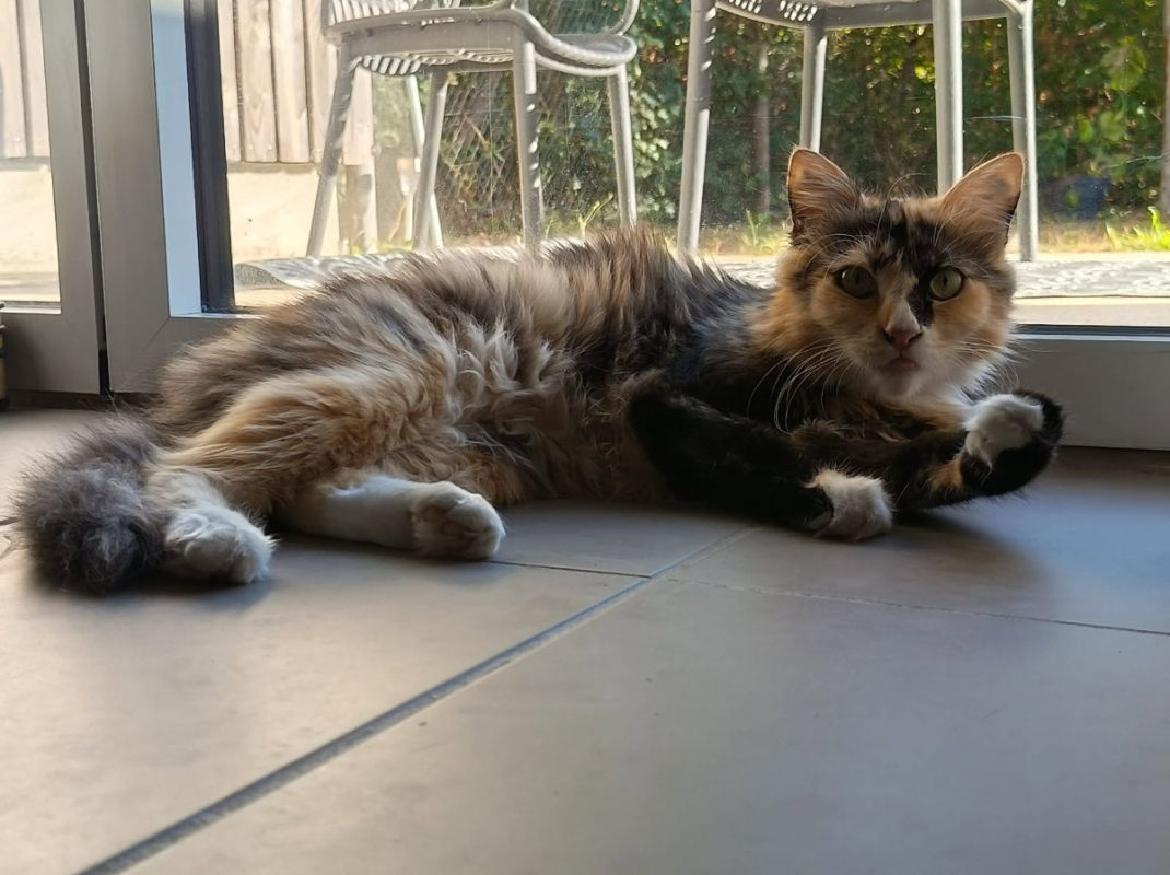Linéo et Laïus - Chat Européen x Siamois à adopter