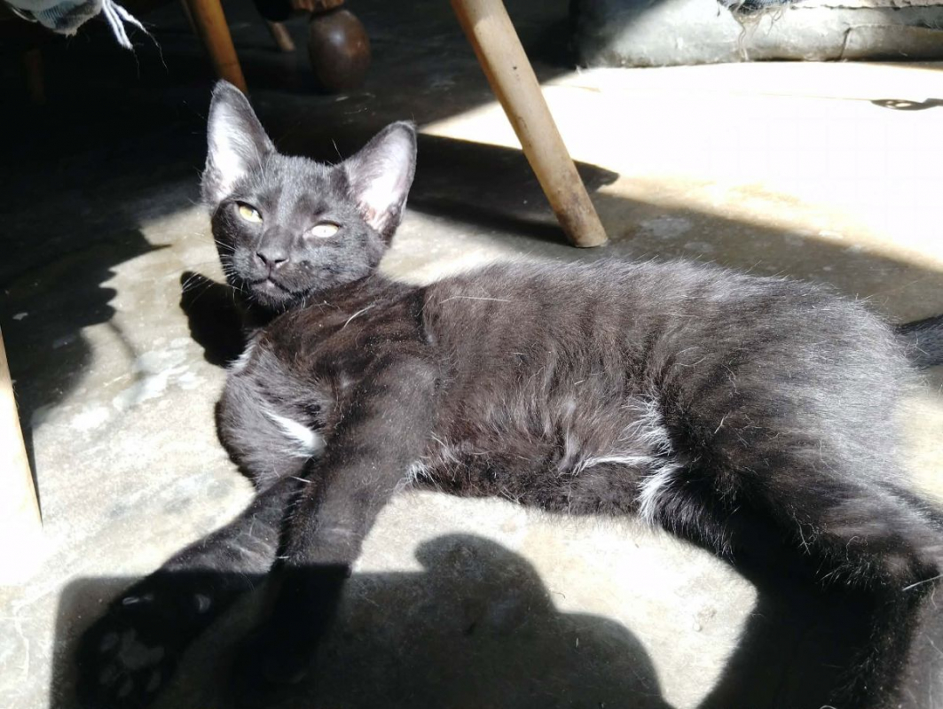 Bozart - Chat Européen à adopter