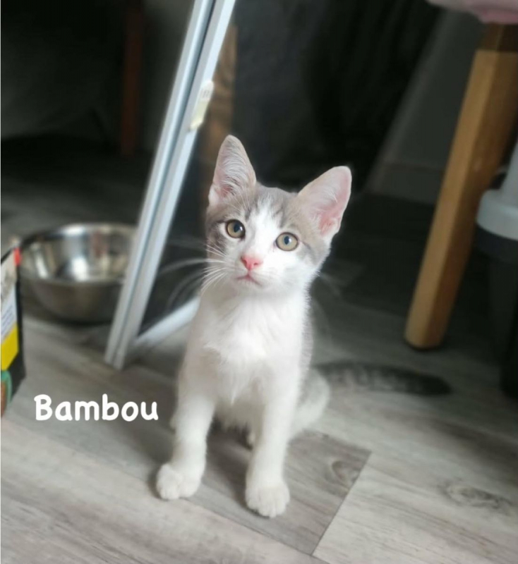Betty - Chat Européen à adopter