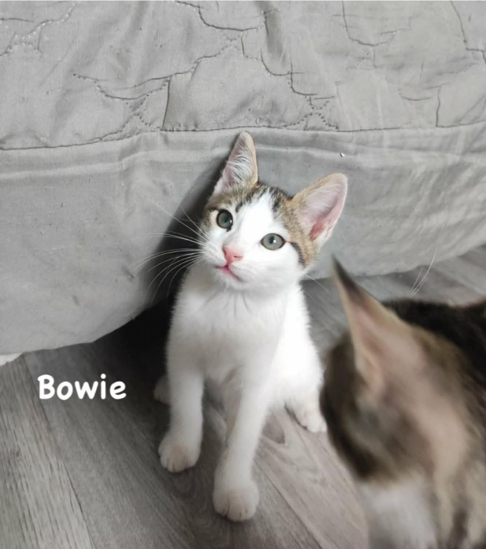 Bowie - Chat Européen à adopter