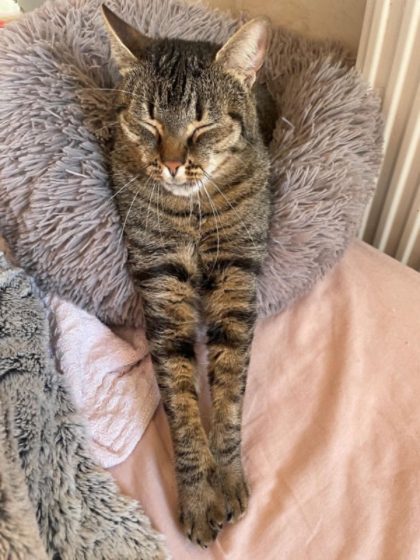 Simba - Chat Européen à adopter