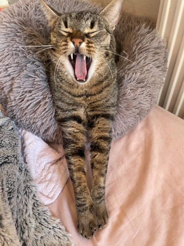 Simba - Chat Européen à adopter - photo 4
