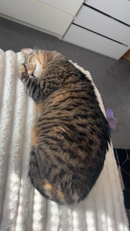 Simba - Chat Européen à adopter - photo 2