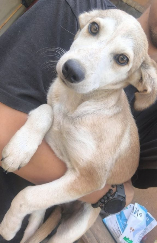 Edna - Chien à adopter - photo 8