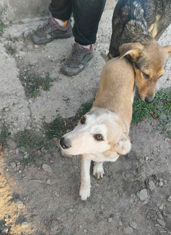 Edna - Chien à adopter - photo 6