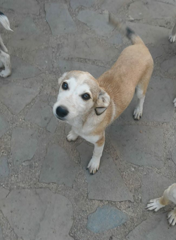 Edna - Chien à adopter - photo 4