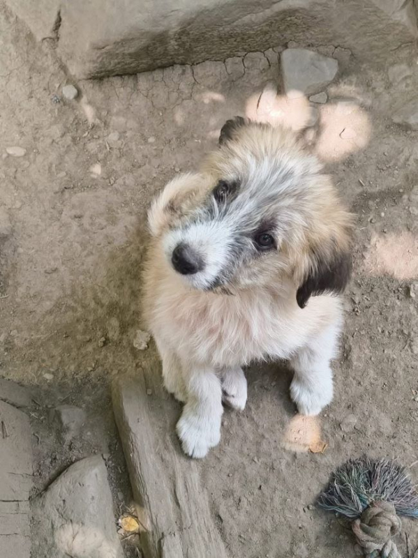 Betsy - Chien à adopter