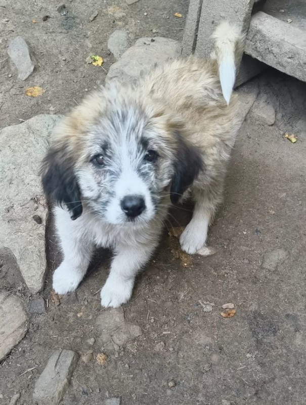 Betsy - Chien à adopter - photo 4