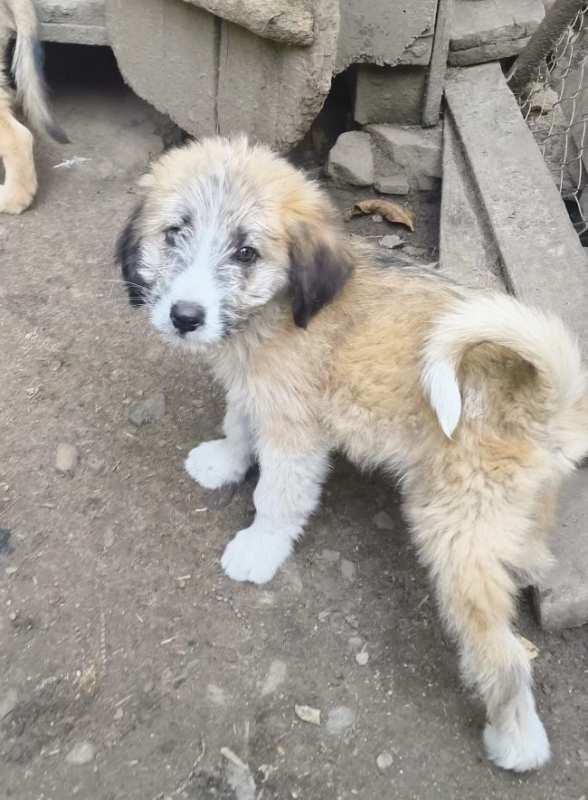Betsy - Chien à adopter - photo 2