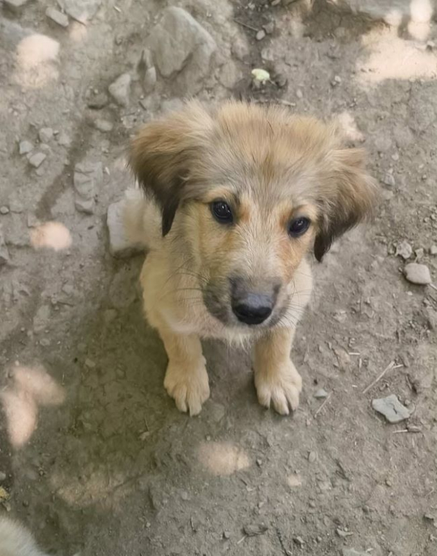 Belinda - Chien à adopter