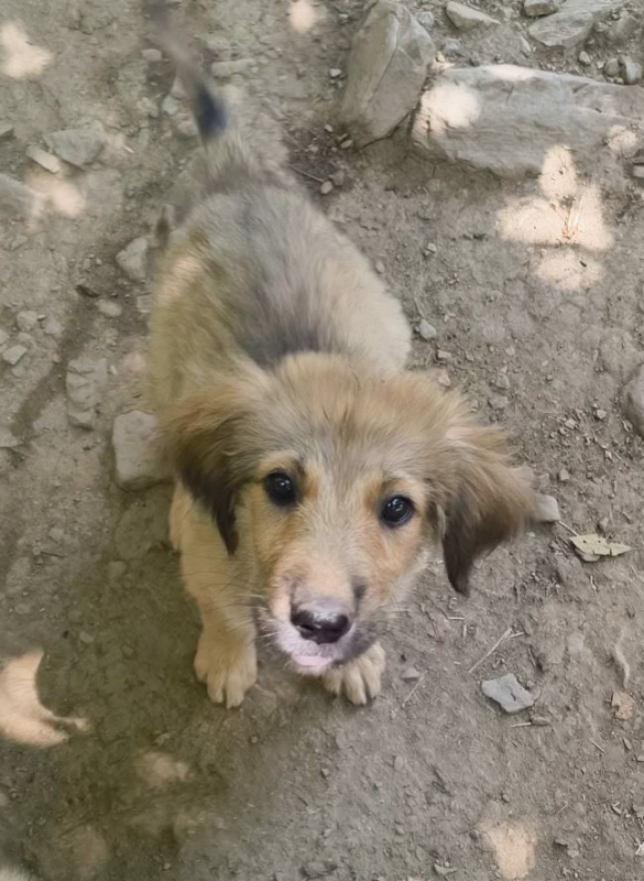 Belinda - Chien à adopter - photo 4