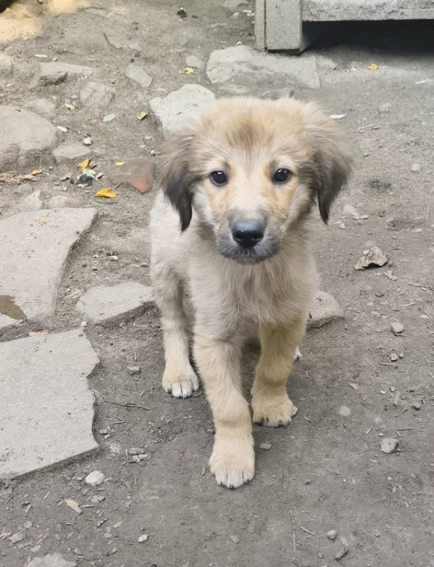 Belinda - Chien à adopter - photo 2