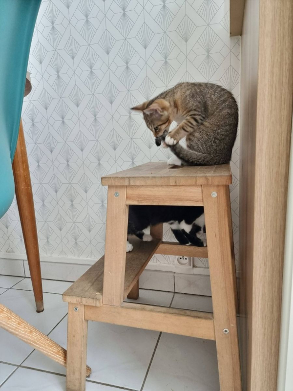 Glinda - Chat Européen à adopter - photo 3