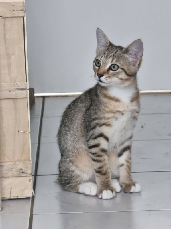 Glinda - Chat Européen à adopter