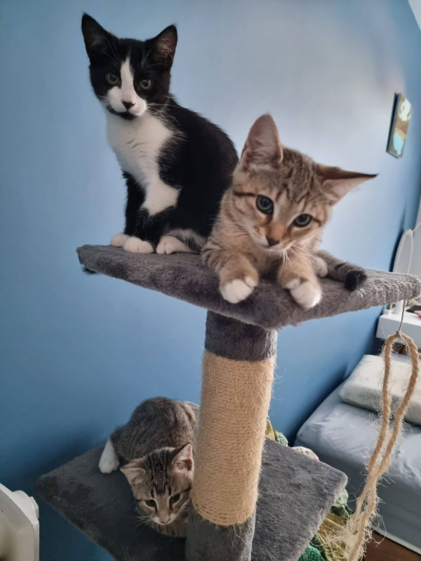 Glinda - Chat Européen à adopter - photo 2