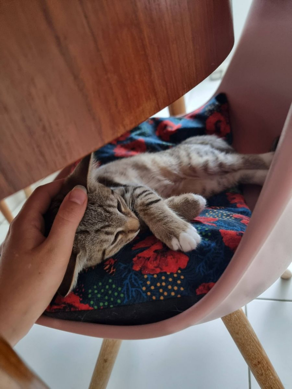 Glinda - Chat Européen à adopter - photo 4