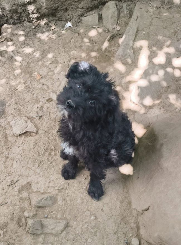 Nova - Chien à adopter - photo 3