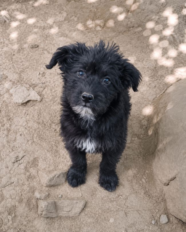 Nova - Chien à adopter - photo 2