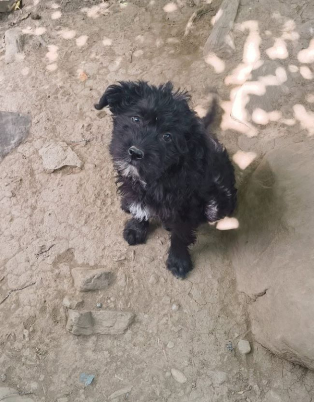 Nova - Chien à adopter