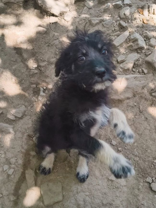 Nacho - Chien à adopter - photo 4
