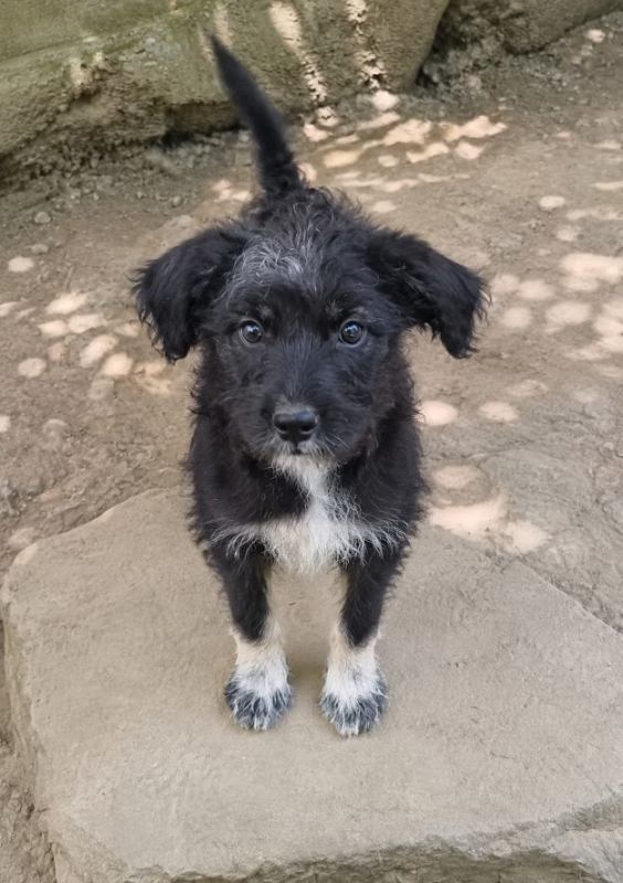 Nacho - Chien à adopter - photo 2