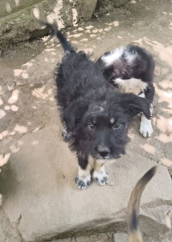 Nacho - Chien à adopter - photo 3