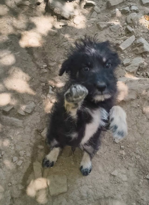 Nacho - Chien à adopter