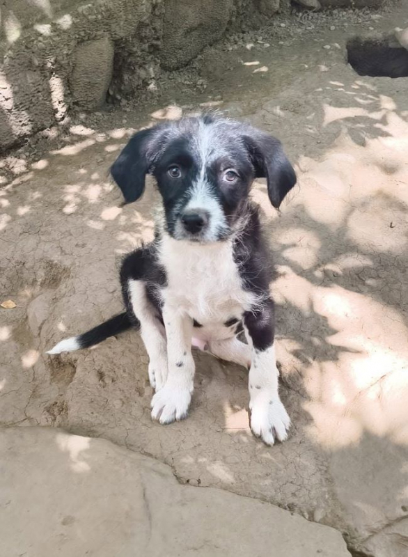 Nino - Chien à adopter - photo 2