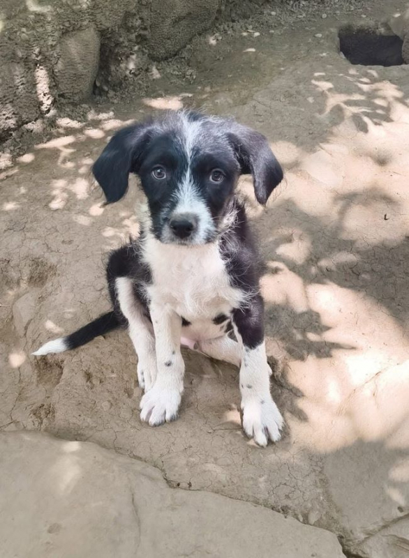 Nino - Chien à adopter