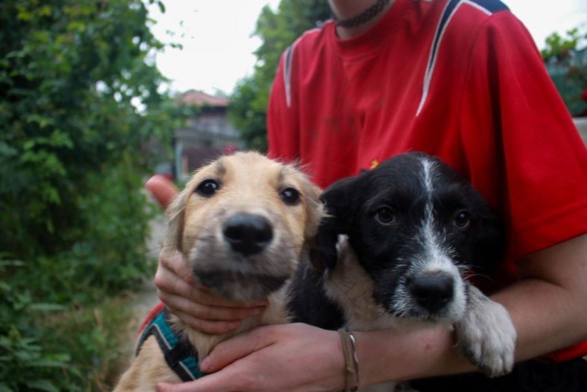 Nino - Chien à adopter - photo 4