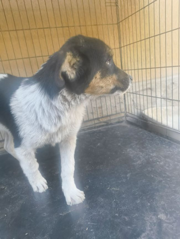 Camélia - Chien à adopter - photo 5