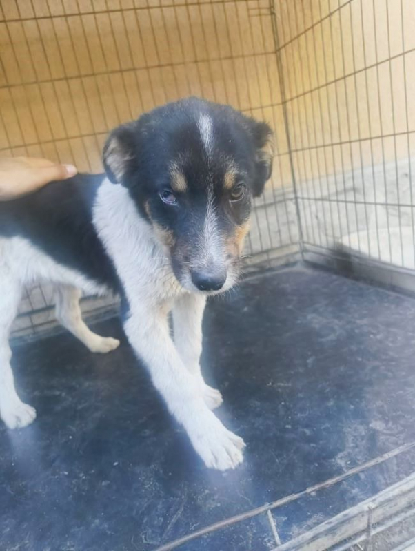 Camélia - Chien à adopter
