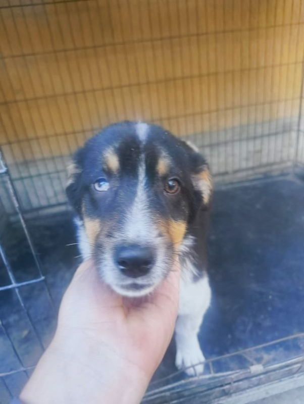 Camélia - Chien à adopter - photo 4