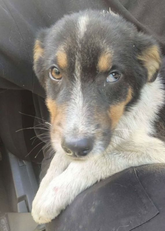 Camélia - Chien à adopter - photo 3